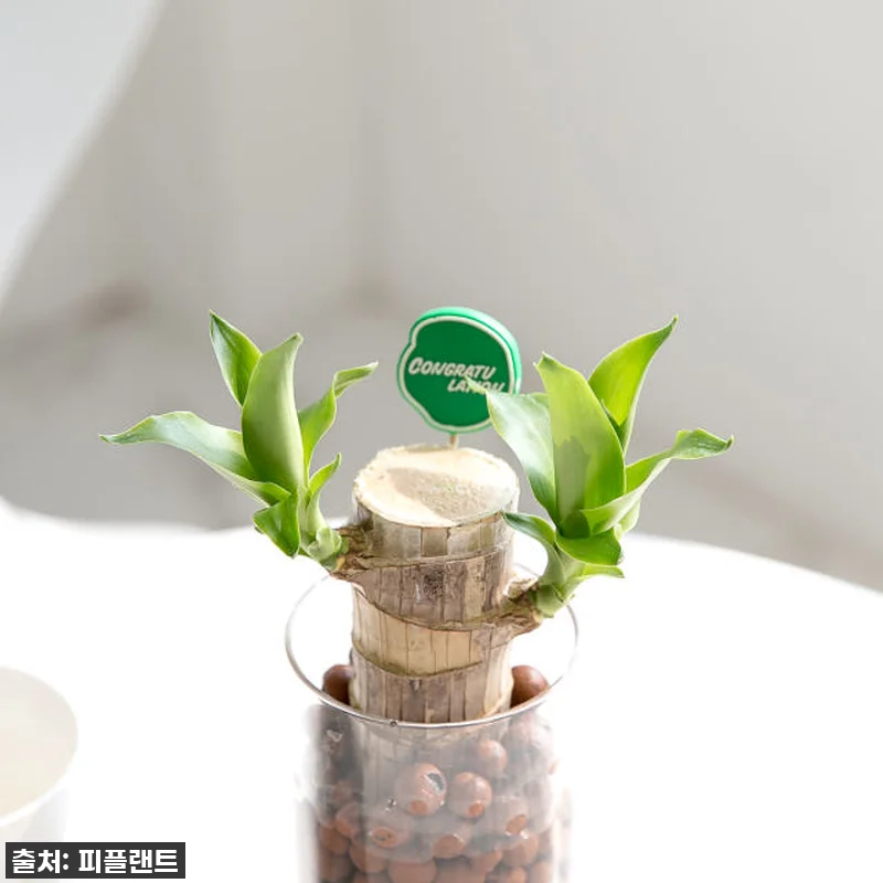 "피플랜트 행운목 하이드로볼 수경재배 키트" 찐후기: 10% 할인 중? 이건 무조건 사야 해! 🍀 4 "피플랜트 행운목 하이드로볼 수경재배 관련 이미지 1
