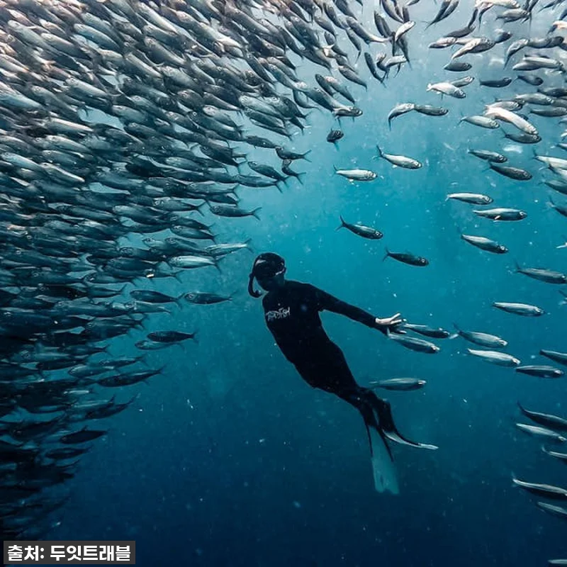 보홀 여행 필수템! 나팔링 히낙다난 투어 찐후기, 인생샷 100만장 각! 13 보홀 여행 필수템! 나팔링 히낙다난 관련 이미지 1
