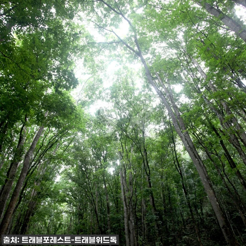 이 가격 실화?! 놓치면 후회할 보홀 로복강 & 초콜릿힐 데이 투어 찐후기! 5 이 가격 실화?! 놓치면 후회할 보홀 관련 이미지 1