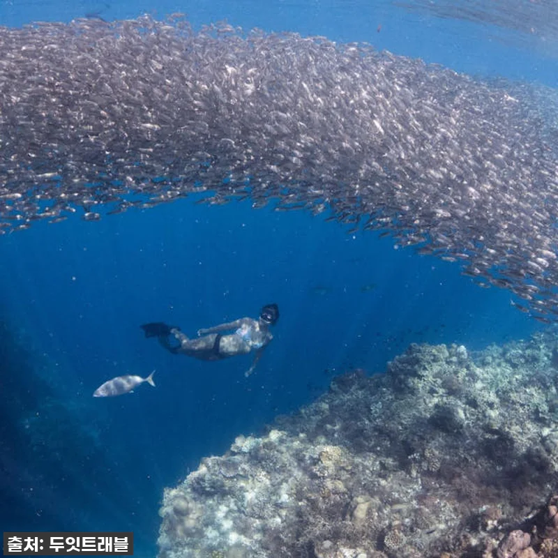 보홀 여행 필수템! 나팔링 히낙다난 투어 찐후기, 인생샷 100만장 각! 14 보홀 여행 필수템! 나팔링 히낙다난 관련 이미지 2