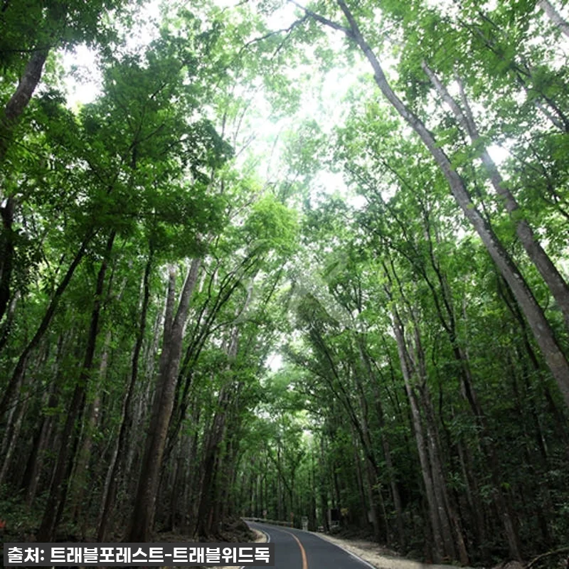 이 가격 실화?! 놓치면 후회할 보홀 로복강 & 초콜릿힐 데이 투어 찐후기! 6 이 가격 실화?! 놓치면 후회할 보홀 관련 이미지 2