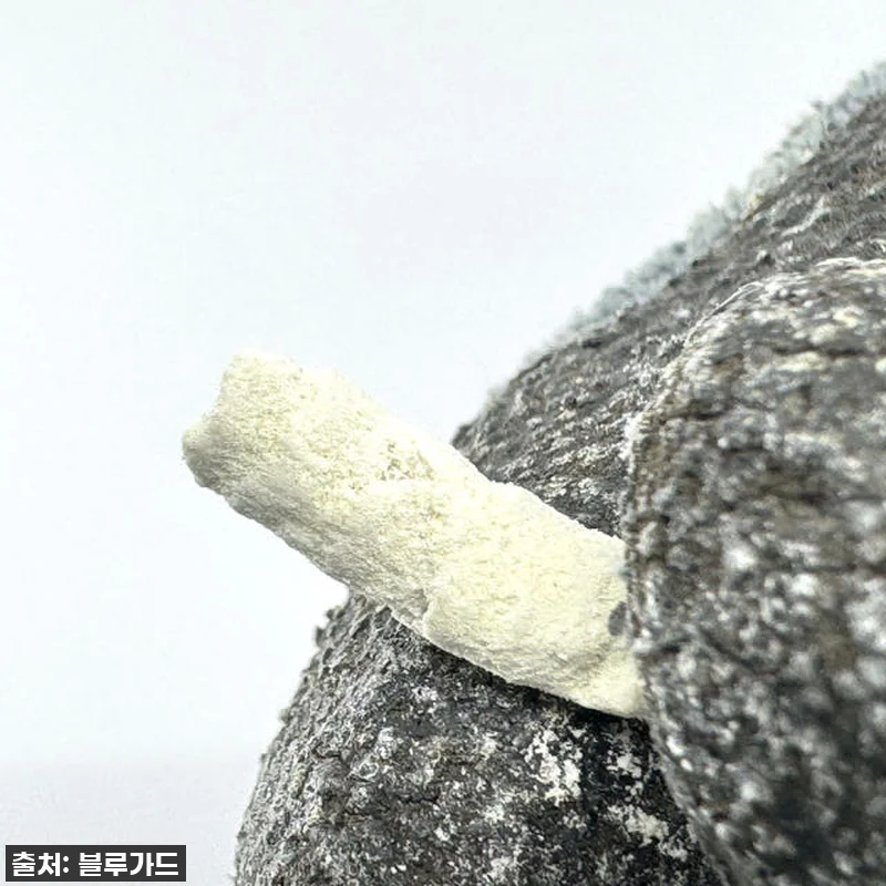 🐍우리 집 뱀 공포 끝! '뱀이싹' 관련 이미지 5