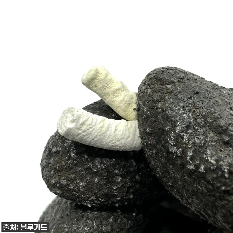 🐍우리 집 뱀 공포 끝! '뱀이싹' 관련 이미지 6