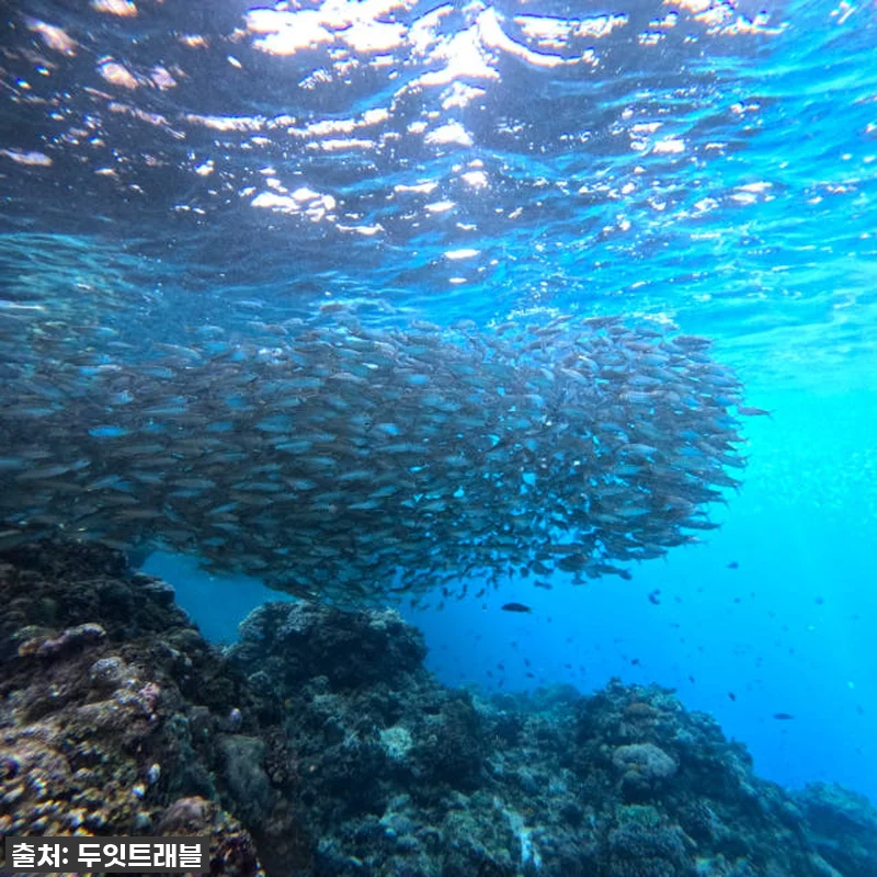 보홀 여행 필수템! 나팔링 히낙다난 투어 찐후기, 인생샷 100만장 각! 21 보홀 여행 필수템! 나팔링 히낙다난 관련 이미지 9
