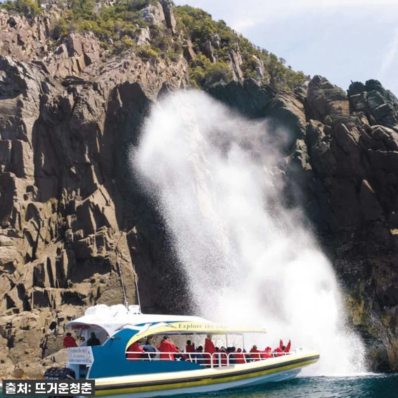 이 가격 실화? 호주 태즈메이니아 브루니 아일랜드 야생 크루즈, 제가 직접 경험해보니 이건 무조건 가야 해요! 찐후기 대방출! 7 이 가격 실화? 호주 태즈메이니아 브 관련 이미지 2