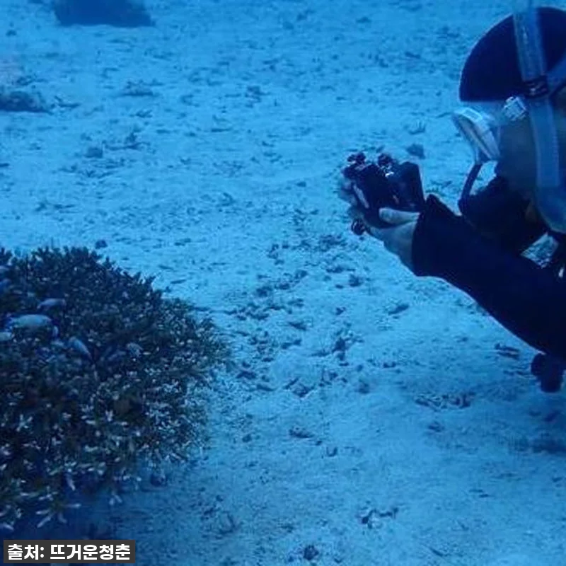 오키나와 케라마제도 찐후기! 자격증 없이 인생샷 건진 품절임박 다이빙 여행, 이건 무조건 사야 해! 6 오키나와 케라마제도 찐후기! 자격증 관련 이미지 2