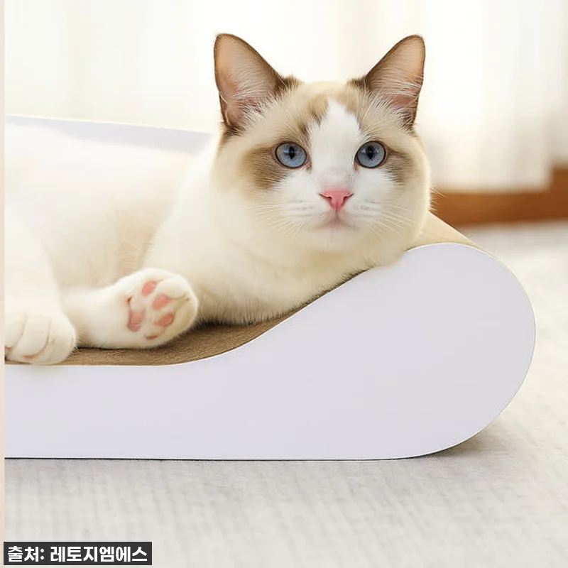 냥집사 심쿵주의! 레토 고양이 스크래 관련 이미지 3