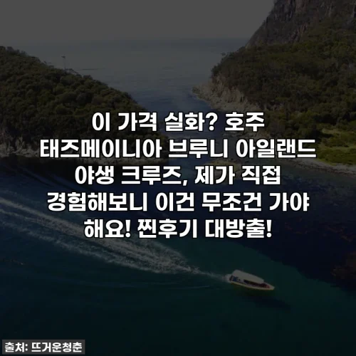 이 가격 실화? 호주 태즈메이니아 브루니 아일랜드 야생 크루즈, 제가 직접 경험해보니 이건 무조건 가야 해요! 찐후기 대방출!