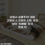 Home 74 냥집사 심쿵주의! 레토 고양이 스크래쳐 소파, 우리 냥이 '최애템' 등극 찐후기!