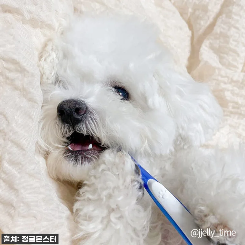 이슈템 떴다! 잇몸 약한 우리 댕댕이, 양치 전쟁 끝낸 '정글몬스터 덴티소프트 칫솔 M' 찐후기! 품절임박 전 꼭 사세요! 9 이슈템 떴다! 잇몸 약한 우리 댕댕이 관련 이미지 1