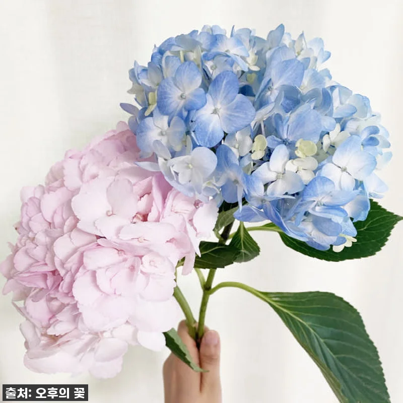 이 가격 실화?!✨ 품절각! 찐 감동 관련 이미지 1