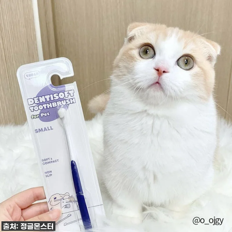 🚨품절대란템!🚨 정글몬스터 덴티소프트 관련 이미지 1