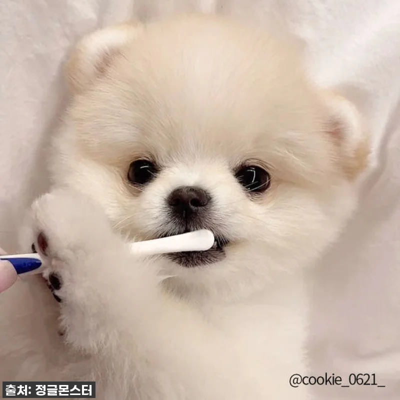 🚨품절대란템!🚨 정글몬스터 덴티소프트 관련 이미지 2