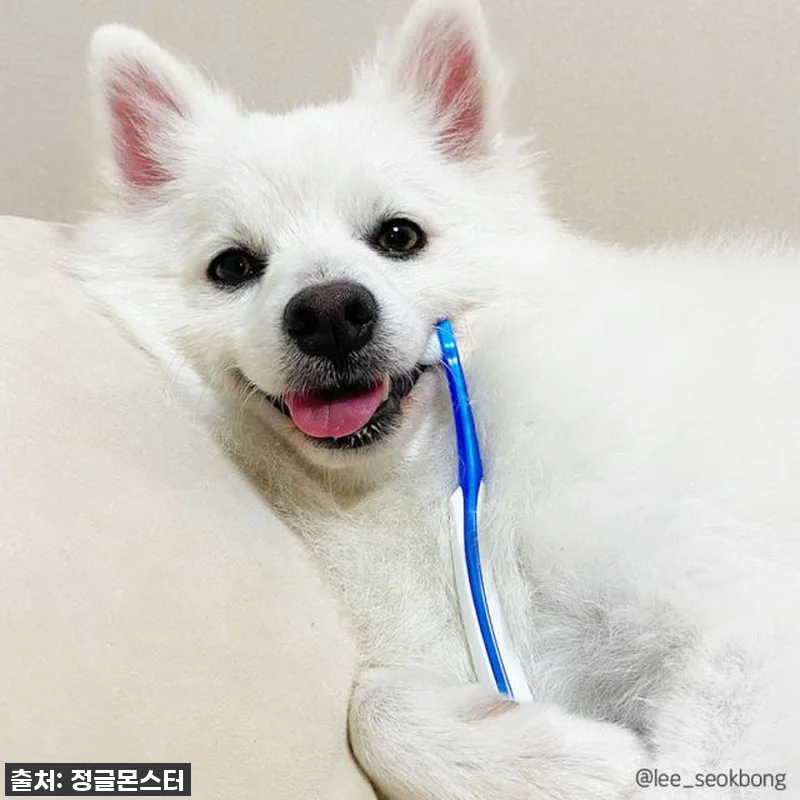 이슈템 떴다! 잇몸 약한 우리 댕댕이, 양치 전쟁 끝낸 '정글몬스터 덴티소프트 칫솔 M' 찐후기! 품절임박 전 꼭 사세요! 11 이슈템 떴다! 잇몸 약한 우리 댕댕이 관련 이미지 3