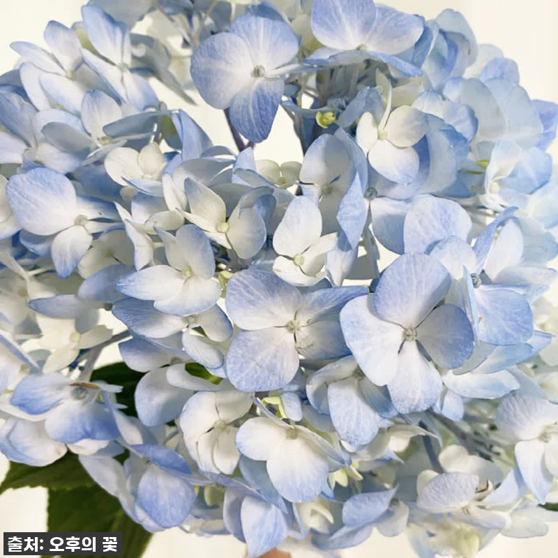 이 가격 실화?!✨ 품절각! 찐 감동 관련 이미지 3