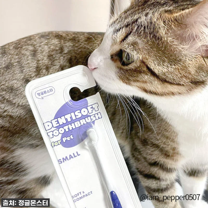 🚨품절대란템!🚨 정글몬스터 덴티소프트 관련 이미지 3