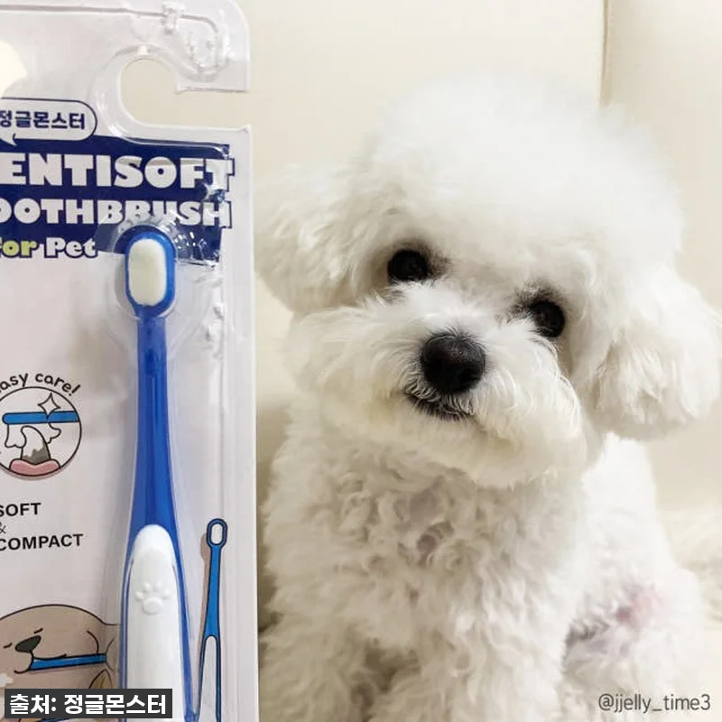 이슈템 떴다! 잇몸 약한 우리 댕댕이, 양치 전쟁 끝낸 '정글몬스터 덴티소프트 칫솔 M' 찐후기! 품절임박 전 꼭 사세요! 12 이슈템 떴다! 잇몸 약한 우리 댕댕이 관련 이미지 4