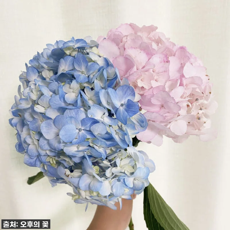 이 가격 실화?!✨ 품절각! 찐 감동 관련 이미지 4