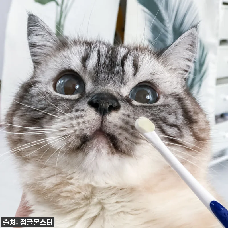 🚨품절대란템!🚨 정글몬스터 덴티소프트 관련 이미지 4