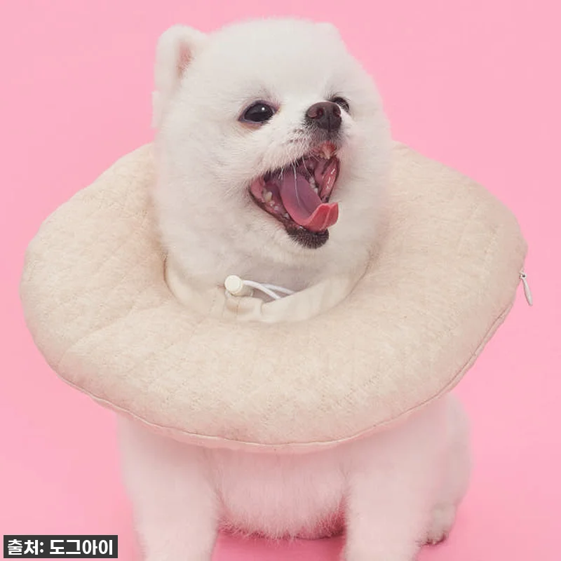 ⭐품절임박!⭐ 우리 강아지 토리의 숙 관련 이미지 4