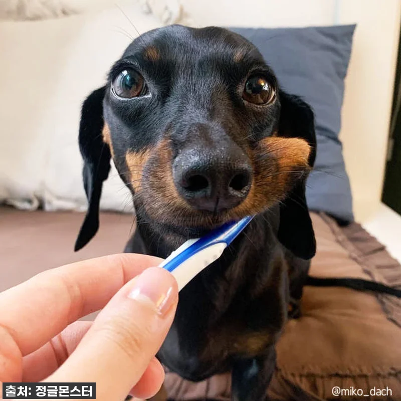 이슈템 떴다! 잇몸 약한 우리 댕댕이, 양치 전쟁 끝낸 '정글몬스터 덴티소프트 칫솔 M' 찐후기! 품절임박 전 꼭 사세요! 13 이슈템 떴다! 잇몸 약한 우리 댕댕이 관련 이미지 5