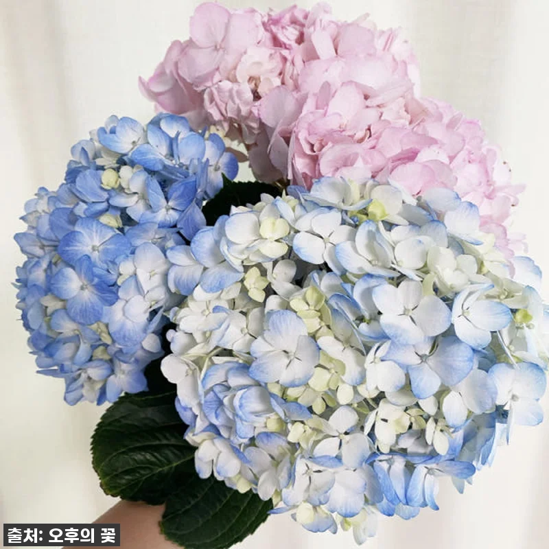 이 가격 실화?!✨ 품절각! 찐 감동 관련 이미지 5