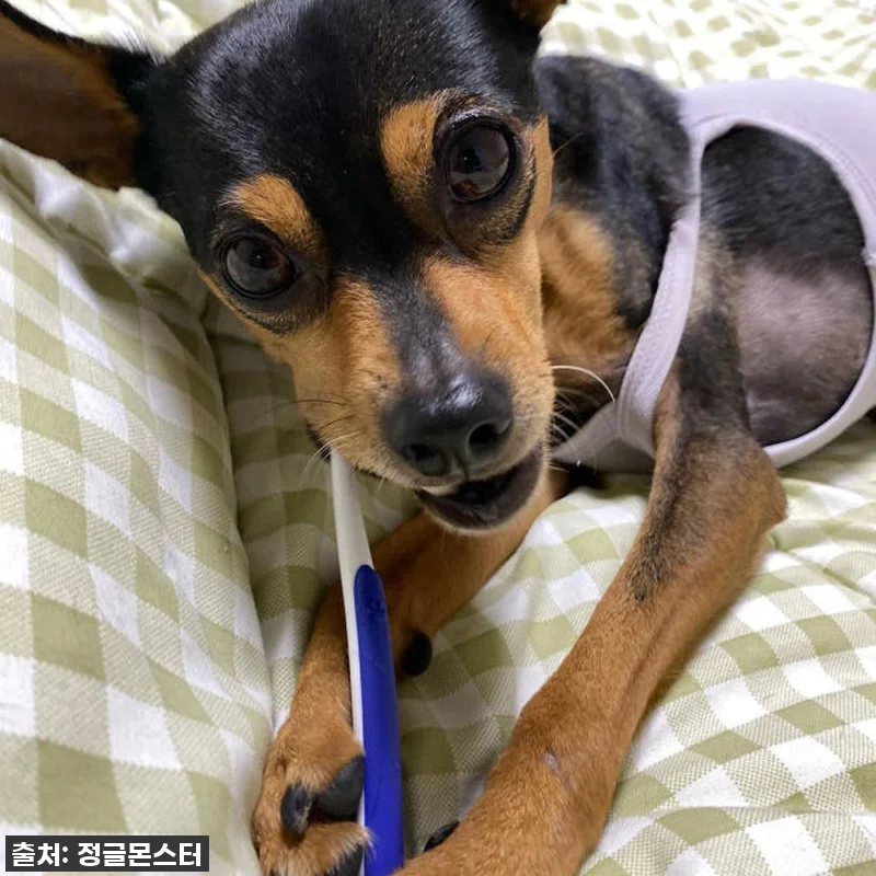 🚨품절대란템!🚨 정글몬스터 덴티소프트 관련 이미지 5