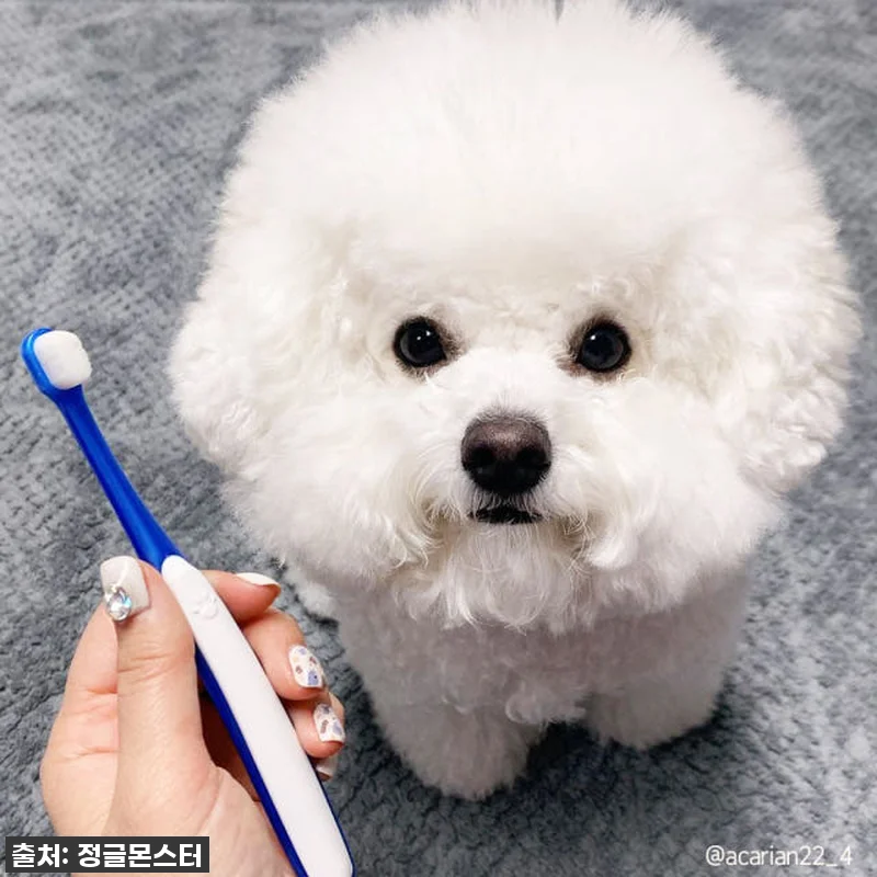 이슈템 떴다! 잇몸 약한 우리 댕댕이, 양치 전쟁 끝낸 '정글몬스터 덴티소프트 칫솔 M' 찐후기! 품절임박 전 꼭 사세요! 14 이슈템 떴다! 잇몸 약한 우리 댕댕이 관련 이미지 6