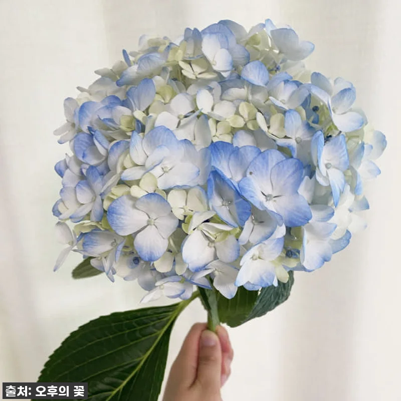 이 가격 실화?!✨ 품절각! 찐 감동 관련 이미지 6