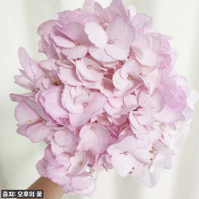 이 가격 실화?!✨ 품절각! 찐 감동 관련 이미지 7