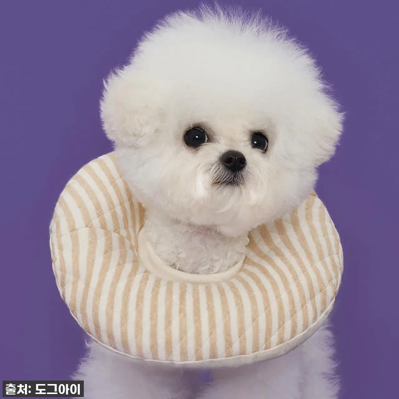 ⭐품절임박!⭐ 우리 강아지 토리의 숙 관련 이미지 7