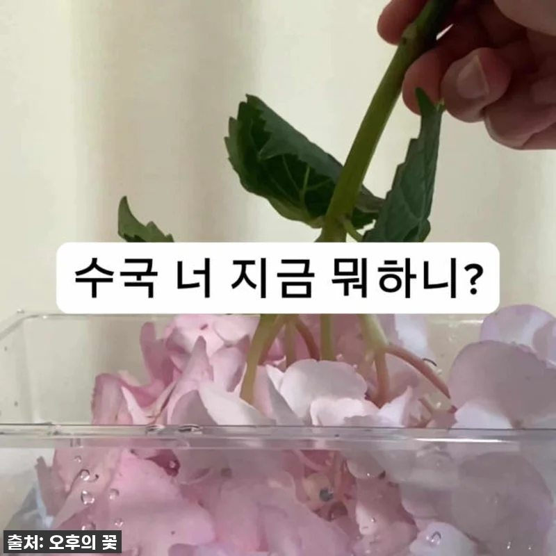 이 가격 실화?!✨ 품절각! 찐 감동 관련 이미지 8