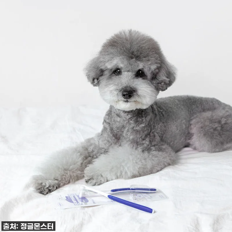 🚨품절대란템!🚨 정글몬스터 덴티소프트 관련 이미지 8