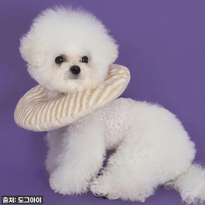 ⭐품절임박!⭐ 우리 강아지 토리의 숙 관련 이미지 8