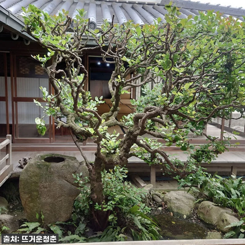 일본 잿물발효 천연염색제를 이용한 쪽 관련 이미지 5