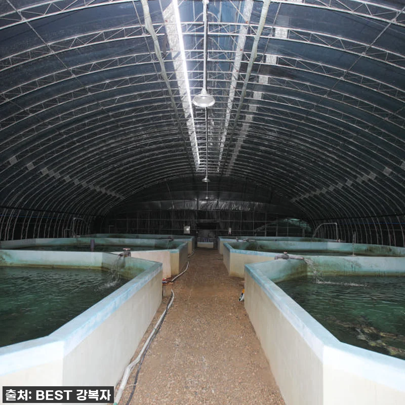 피곤함은 이제 그만! '철갑상어 진액 관련 이미지 3