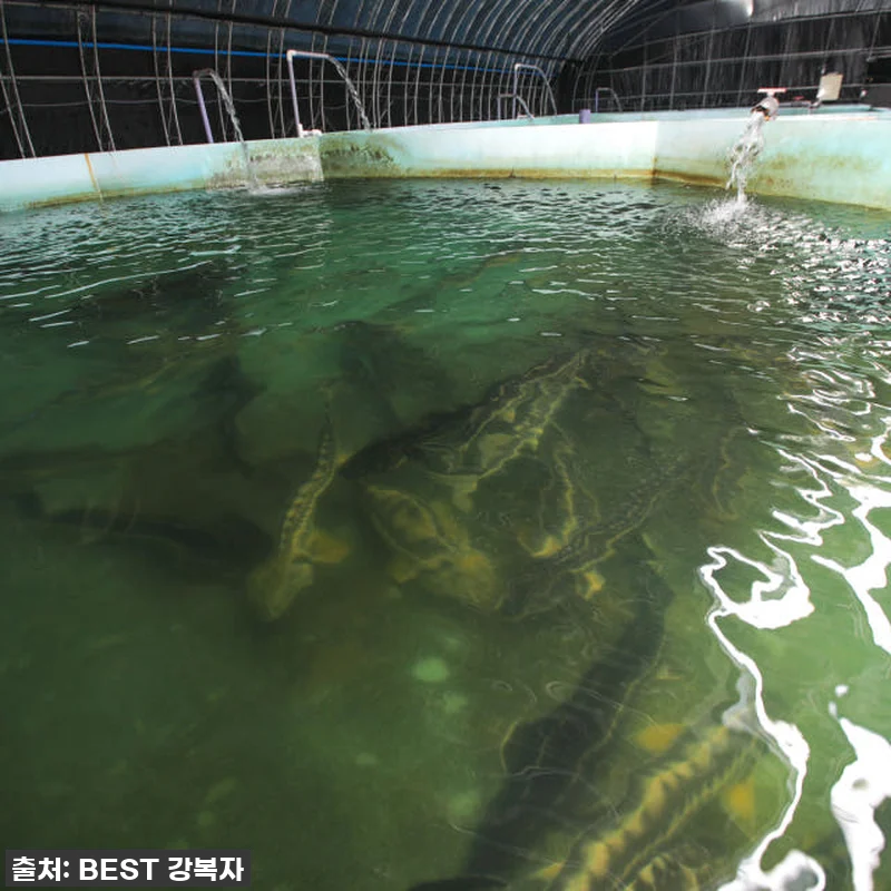 피곤함은 이제 그만! '철갑상어 진액 관련 이미지 4