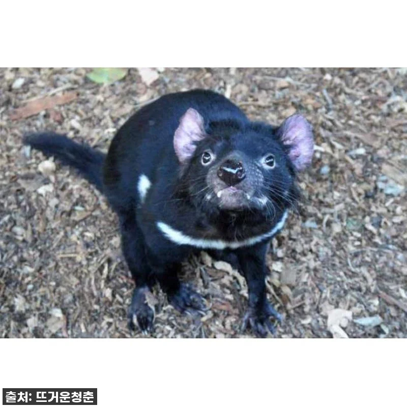 호주 시드니 출발 로열 국립 공원 당 관련 이미지 4