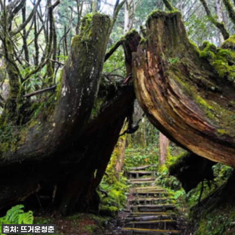 대만 타이핑산 일일투어 체험기: 젠칭 관련 이미지 4