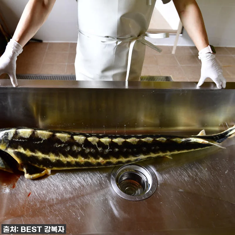 피곤함은 이제 그만! '철갑상어 진액 관련 이미지 5