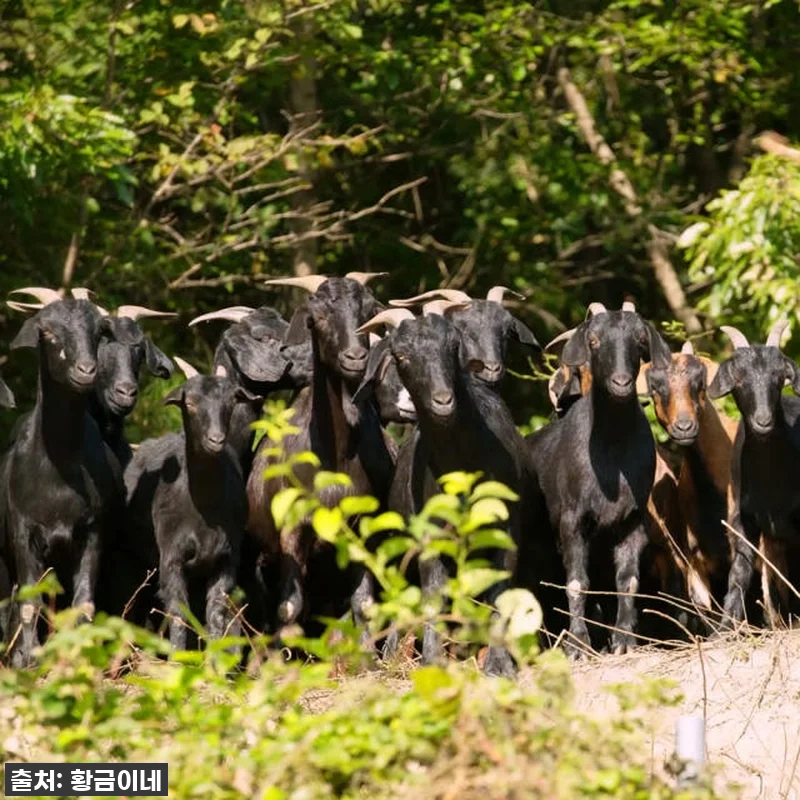 황금이네 자연방목 흑염소진액 엑기스 관련 이미지 5