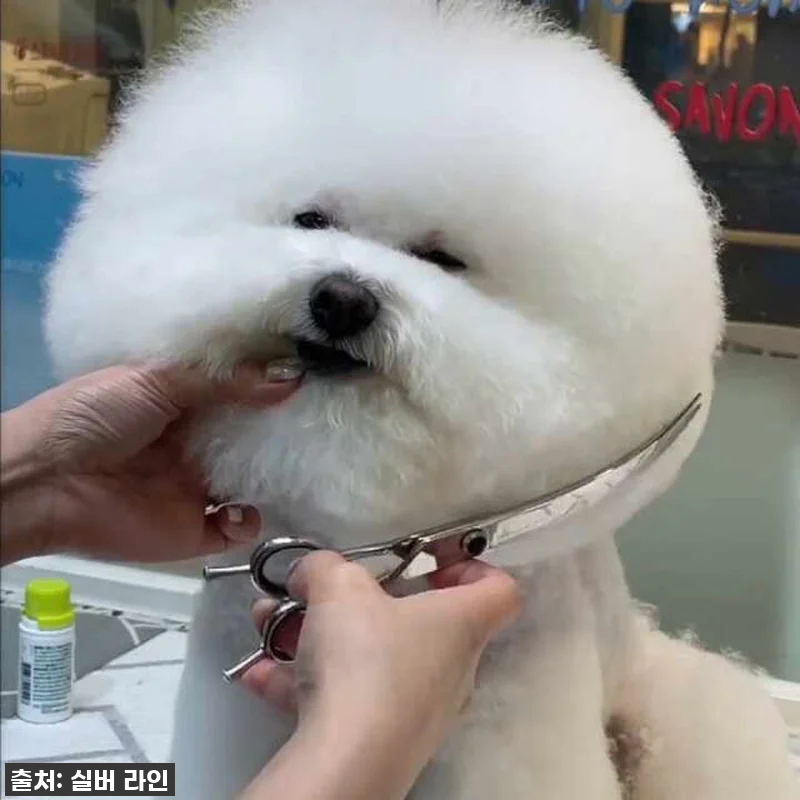 실버라인펫 DSC 콤파스 커브가위, 관련 이미지 6