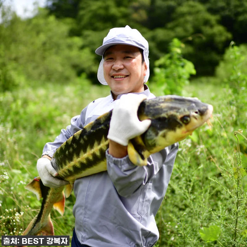 피곤함은 이제 그만! '철갑상어 진액 관련 이미지 8