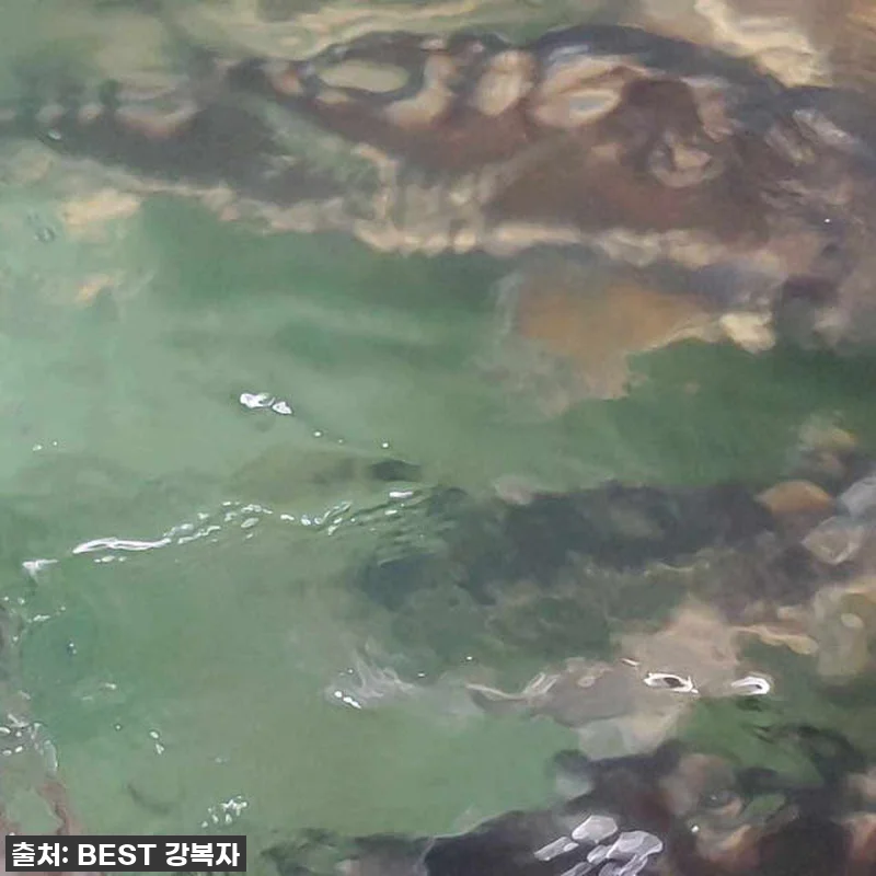 피곤함은 이제 그만! '철갑상어 진액 관련 이미지 10