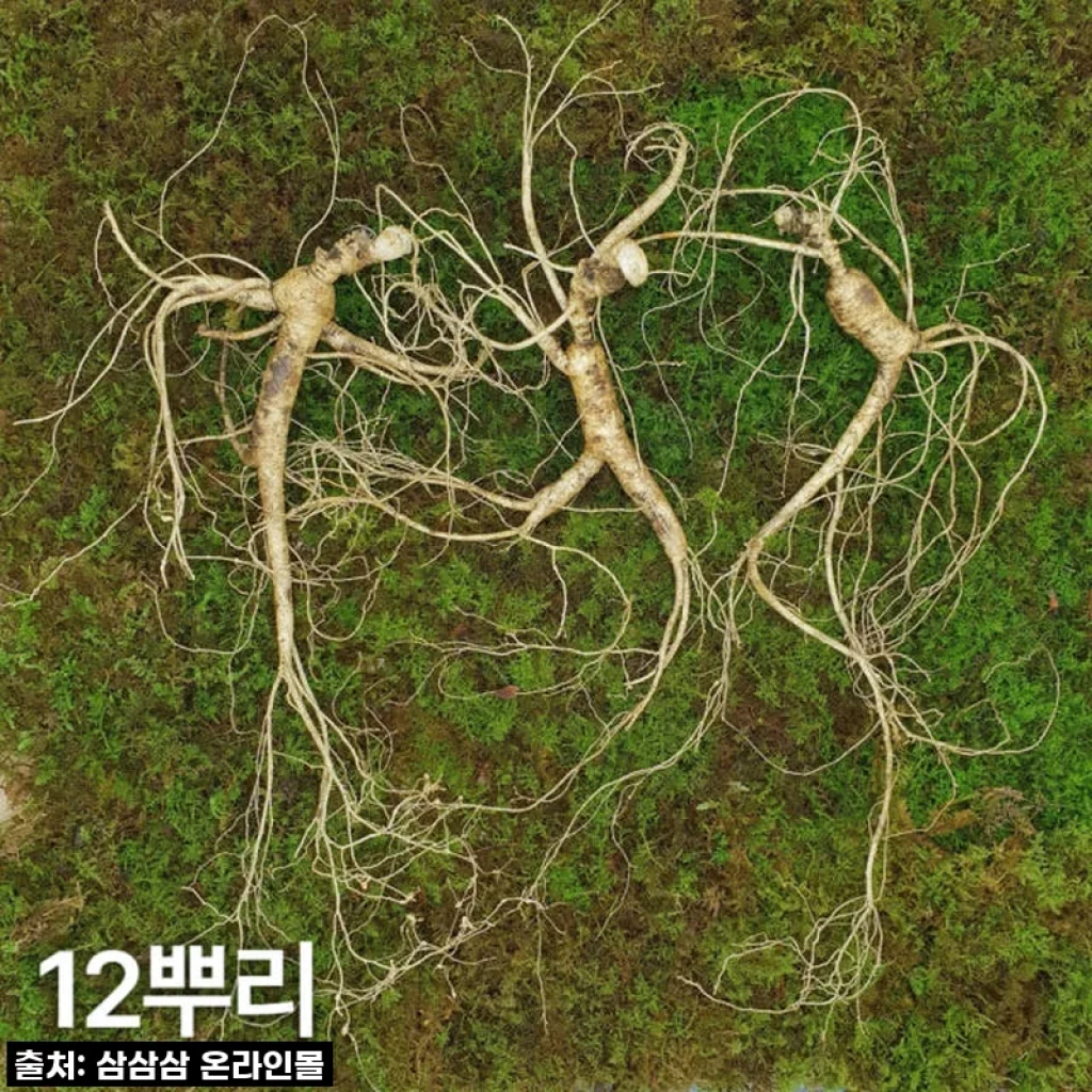 10년근 최상품 산양산삼, 직접 경험해보니 왜 진작 안 먹었을까 싶어요!