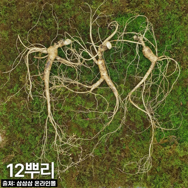 10년근 최상품 산양산삼, 직접 경험해보니 왜 진작 안 먹었을까 싶어요!