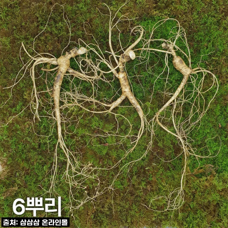 부모님께 최고의 건강 선물! 10년근 산양산삼 직접 준비해 본 솔직 후기