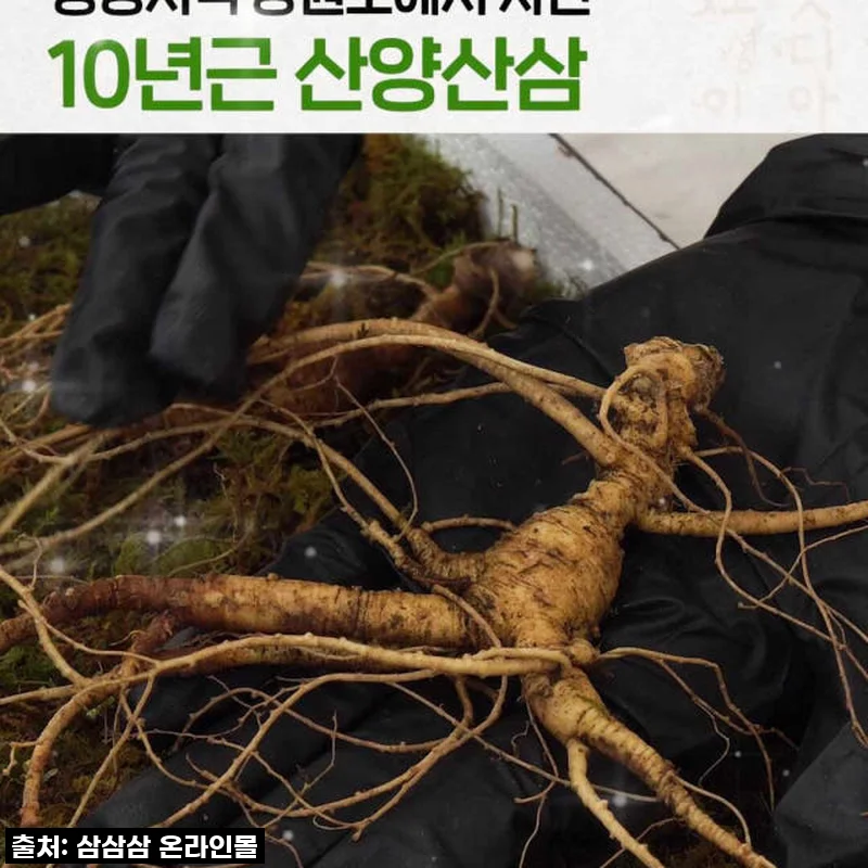 피곤함은 이제 안녕! 10년근 산양산삼으로 찾은 활력, 제가 직접 경험해봤어요!