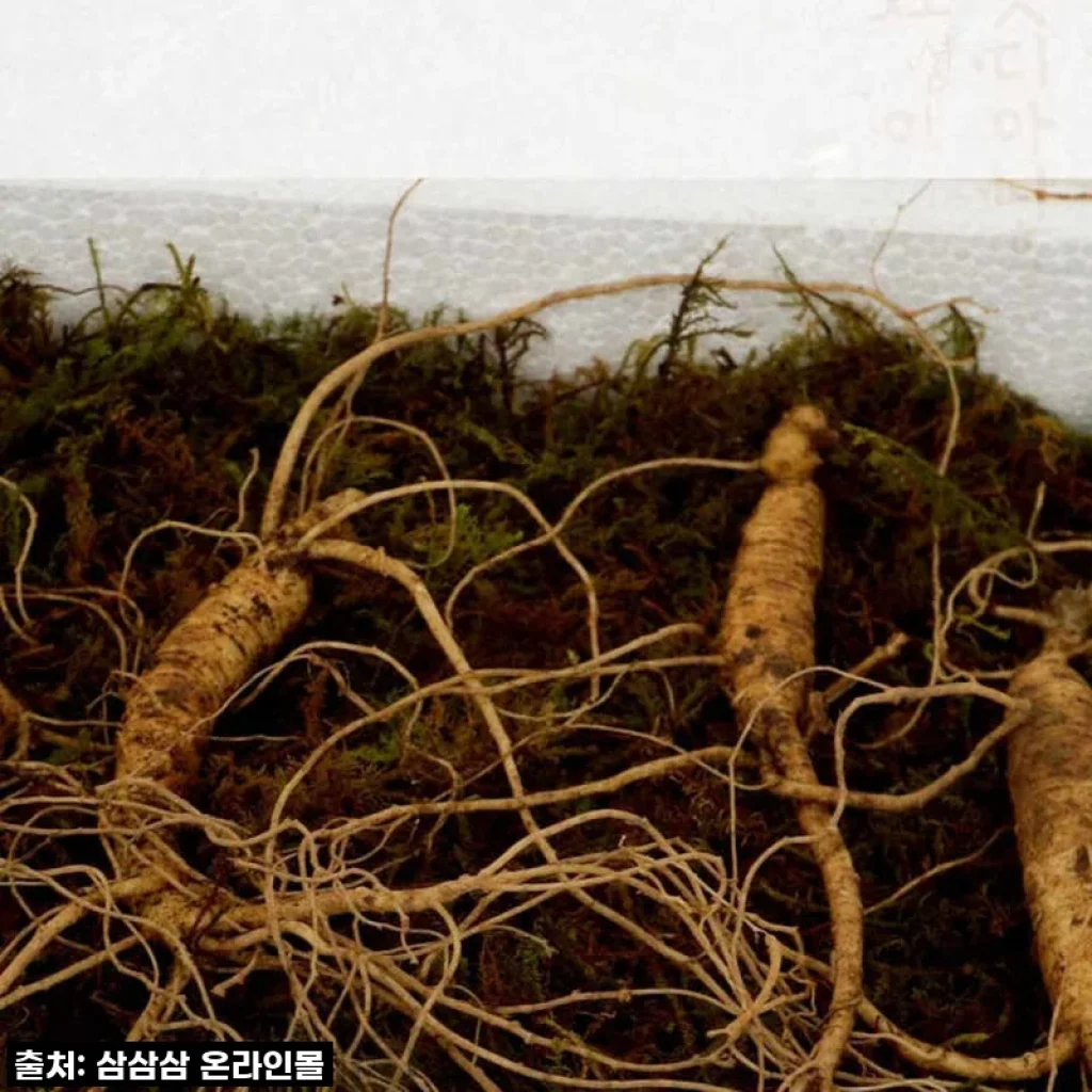 환절기 기력 회복엔 역시 이거! 5,6년근 산양산삼 20뿌리 직접 먹어본 솔직 후기