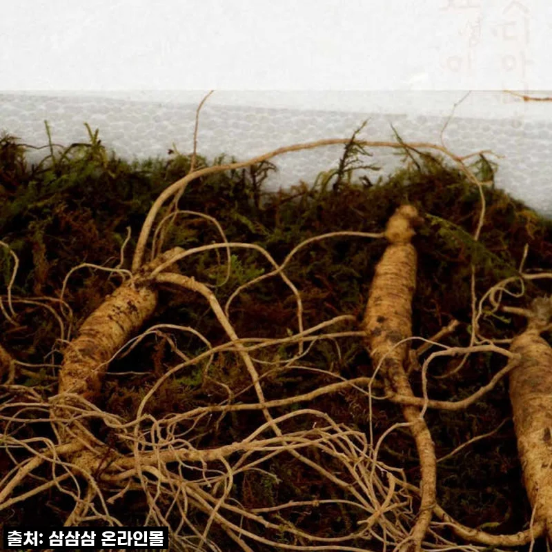 환절기 기력 회복엔 역시 이거! 5,6년근 산양산삼 20뿌리 직접 먹어본 솔직 후기